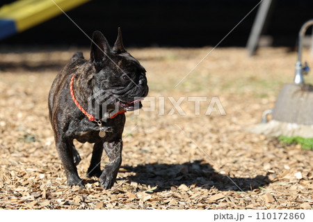 暖かい日差しのドッグランでフレブル仲間と楽しく遊ぶフレンチブルドッグ☆陽気な春 110172860