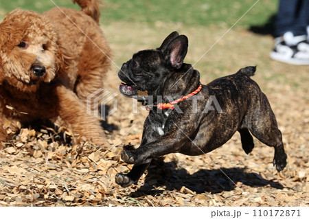 暖かい日差しのドッグランでフレブル仲間と楽しく遊ぶフレンチブルドッグ☆陽気な春 110172871