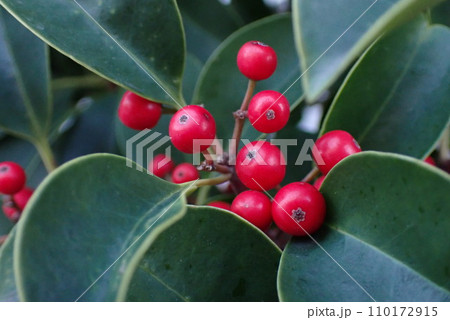 赤い実をつけたクロガネモチの木 110172915