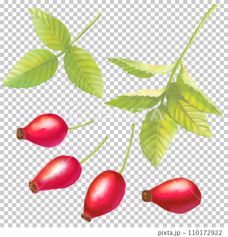 カニナバラ（ローズヒップ）の赤い実と葉の個別カット水彩風デジタルイラスト	 110172922