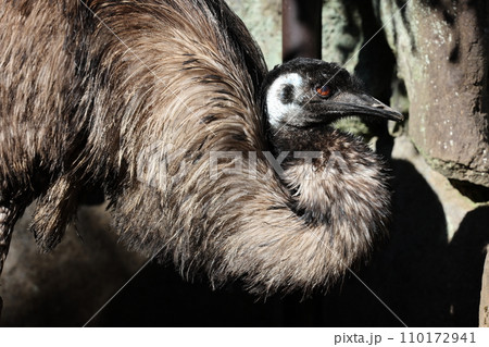 日向にたたずむエミュー☆陽気な動物たち 110172941