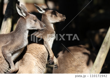 カンガルーのボクシング☆陽気な動物たち 110172942
