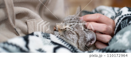ネコを撫でる ネコを撫でる 110172964