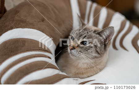 クッションから顔を出す猫 シャムトラ クッションから顔を出す猫 シャムトラ 110173026