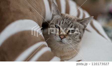 クッションから顔を出す猫　シャムトラ 110173027
