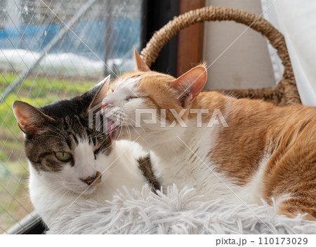 窓辺でくつろぐ二匹の猫 窓辺でくつろぐ二匹の猫 110173029