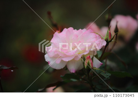 荒尾市　おもやい市民花壇　バラの花、 110173045