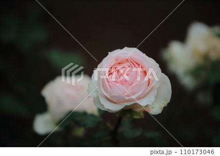 荒尾市　おもやい市民花壇　バラの花、 110173046
