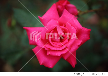 荒尾市　おもやい市民花壇　バラの花、 110173047