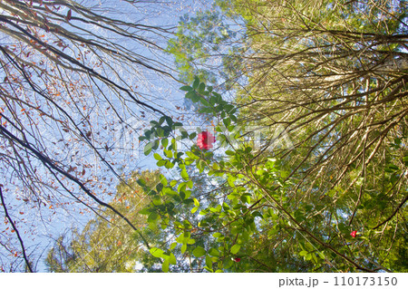 見上げる、サザンカ、木立ちに守られ花開く冬晴れ。花言葉は「理想の恋」空に舞う 110173150