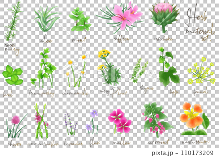 Watercolor herb botanical material set 110173209