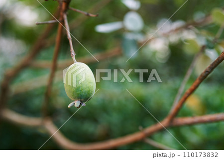 Feijoa ripens on a leafless tree branch 110173832