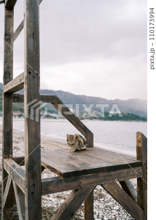 Tricolor cat sits on a wooden platform on the beach by the sea Tricolor cat sits on a wooden platform on the beach by the sea 110173994
