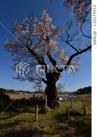 日本 東北 福島 二本松の桜 お花見 日本 東北 福島 二本松の桜 お花見 110174411