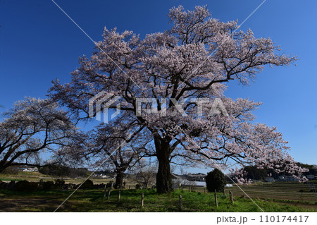 日本 東北 福島 二本松の桜 お花見 日本 東北 福島 二本松の桜 お花見 110174417