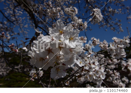 日本 東北 福島 二本松の桜 お花見 日本 東北 福島 二本松の桜 お花見 110174460