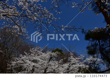 日本　東北　福島　二本松の桜　お花見 110174473