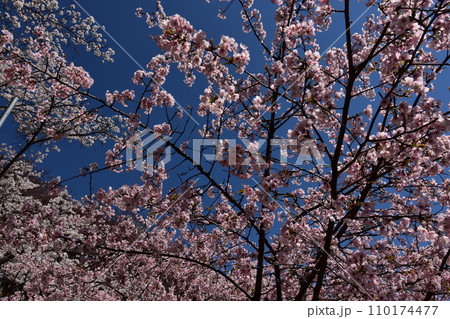 日本　東北　福島　二本松の桜　お花見 110174477