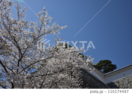 日本　東北　福島　二本松の桜　お花見 110174487