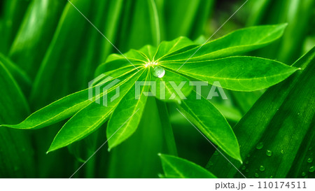 The photo shows a leaf with a water droplet on it, with other leaves forming the background. A large drop of water on a sheet of lupine. 110174511