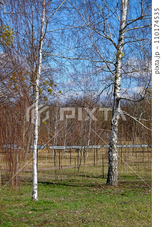 Birches near the alley with the names of abandoned villages in the Chernobyl nuclear disaster zone. 110174535