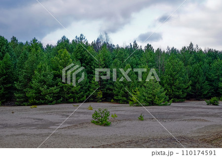 A dense forest of green pine trees behind a barren, sandy ground under a cloudy sky. A dense forest of green pine trees behind a barren, sandy ground under a cloudy sky. 110174591