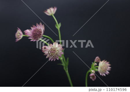 黒背景に小さいピンク色のアストランチアの花 黒背景に小さいピンク色のアストランチアの花 110174596