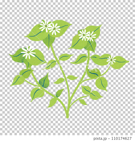 Illustration of spring chickweed Illustration of spring chickweed 110174627