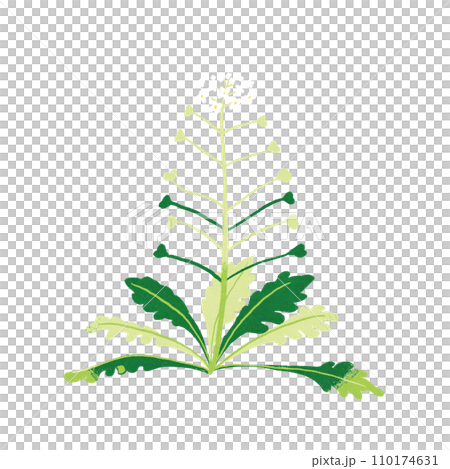 Illustration of spring seven herbs shepherdess 110174631