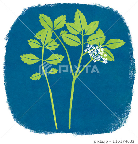 春の七草セリのイラスト 110174632