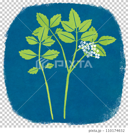 春の七草セリのイラスト 110174632
