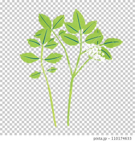 Illustration of spring seven herbs seri 110174633