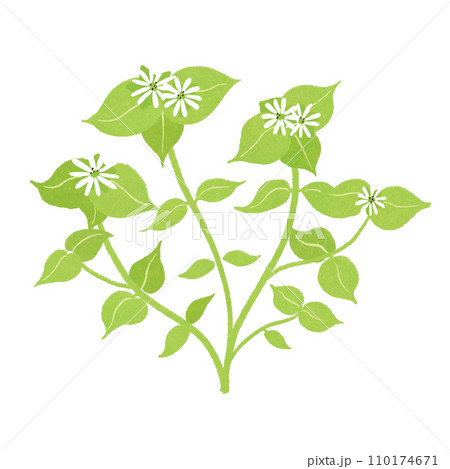 春の七草ホトケノザのイラスト 110174671