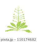 春の七草ナズナのイラスト 110174682