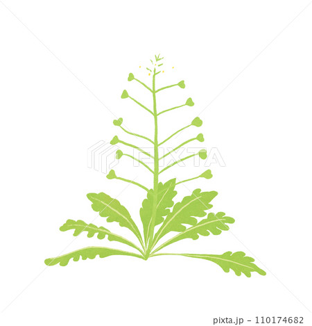 春の七草ナズナのイラスト 110174682