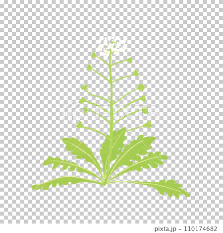 春の七草ナズナのイラスト 110174682
