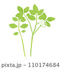 春の七草セリのイラスト 110174684
