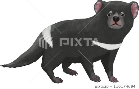 タスマニアデビルのイラスト タスマニアデビルのイラスト 110174694