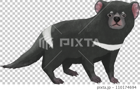 Tasmanian devil illustration 110174694