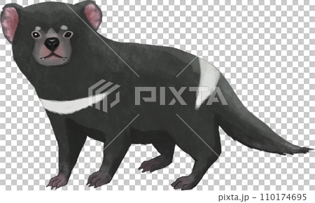 Tasmanian devil illustration 110174695