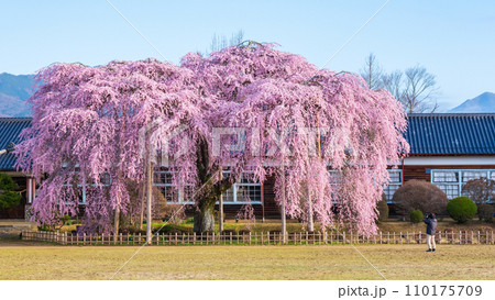 杵原学校の枝垂れ桜 杵原学校の枝垂れ桜 110175709