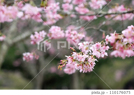 桜 さくら サクラ 110176075
