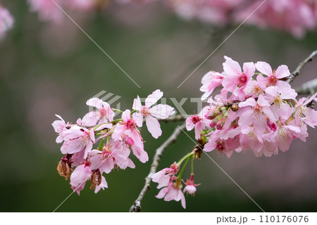 桜 さくら サクラ 110176076