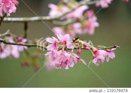 桜 さくら サクラ 110176078