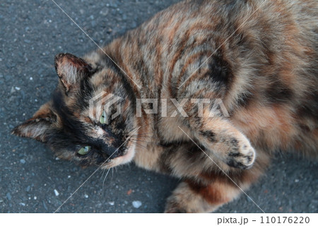 見つめる猫 見つめる猫 110176220