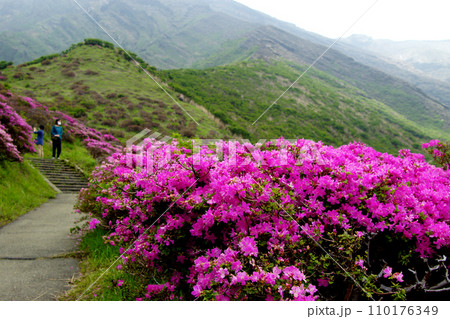 阿蘇の観光スポット「仙酔峡」　ミヤマキリシマの咲く風景 110176349