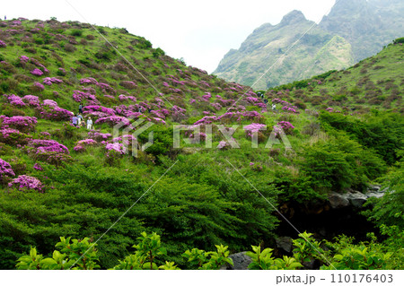 阿蘇の観光スポット「仙酔峡」　ミヤマキリシマの咲く風景 110176403