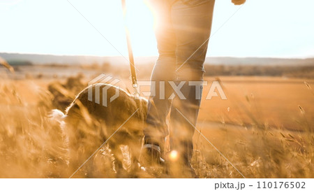 Man owner with fluffy cocker spaniel dog walks along dry field grass at sunset time man owner walks young spaniel dog in country park owner with spaniel dog enjoys weekend in evening park closeup Man owner with fluffy cocker spaniel dog walks along dry field grass at sunset time man owner walks young spaniel dog in country park owner with spaniel dog enjoys weekend in evening park closeup 110176502