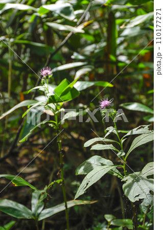 ホソバオケラ 110177271