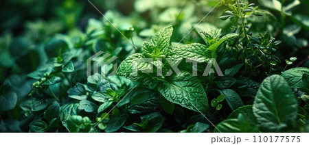 Close up of fresh herbs. Close up of fresh herbs. 110177575